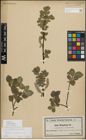 Foto von Salix myrsinifolia Salisb.